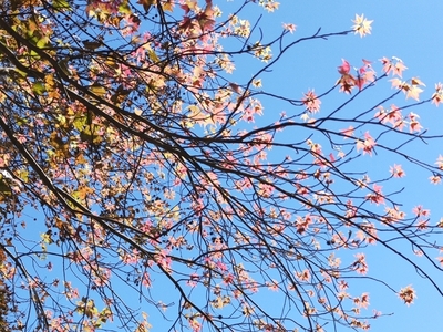 校園楓樹圖片